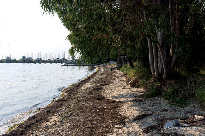 ΕΝΙΑΙΟ ΠΑΡΑΛΙΑΚΟ ΜΕΤΩΠΟ ΘΕΣΣΑΛΟΝΙΚΗΣ